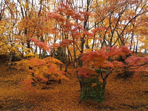 2014-12-5-momizi1.jpg