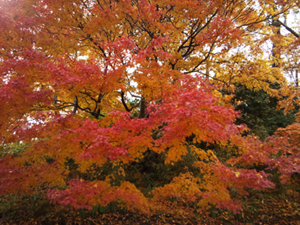 2014-12-5-momizi2.jpg