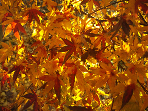 2014-12-5-momiziniwa.jpg