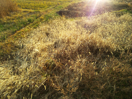 2014-12-5-tanbo.jpg