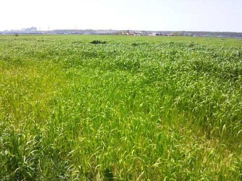 2015-5-7-bokusou.jpg