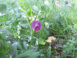 2015-5-7-shiibibi.jpg