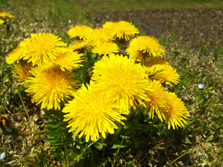 2015-5-7-tanpopo.jpg