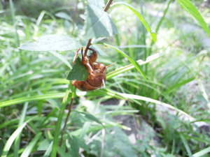 2015-9-3-natu3.jpg