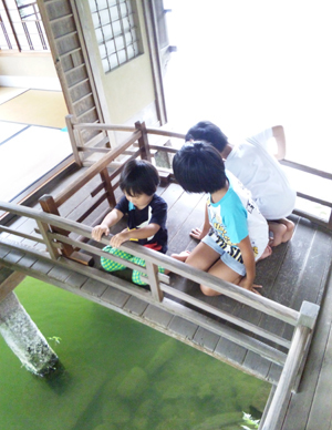 chaya1.jpg