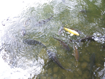 koi.jpg